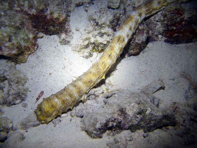 IMG_4119 Tigertail Sea Cucumber.jpg